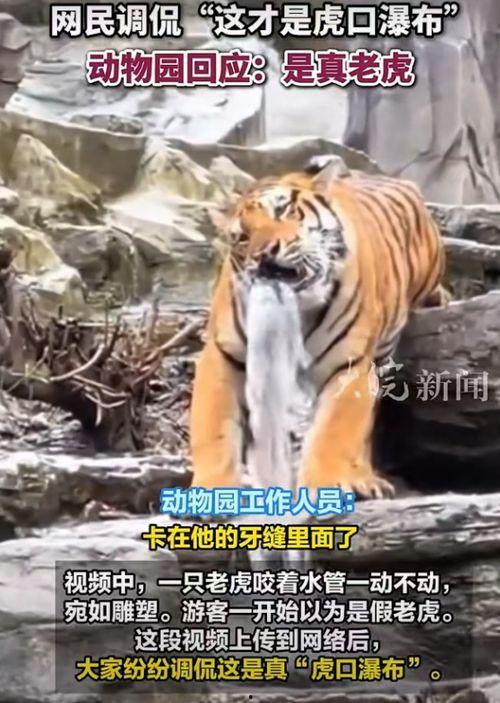 国产老虎的视频,镜头下的王者威仪