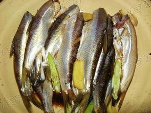 国产黄鱼视频手机