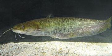 国产鲶鱼喂养视频播放网站,揭秘鲶鱼成长全过程