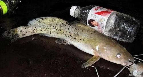 国产鲶鱼喂养视频播放网站,揭秘鲶鱼成长全过程