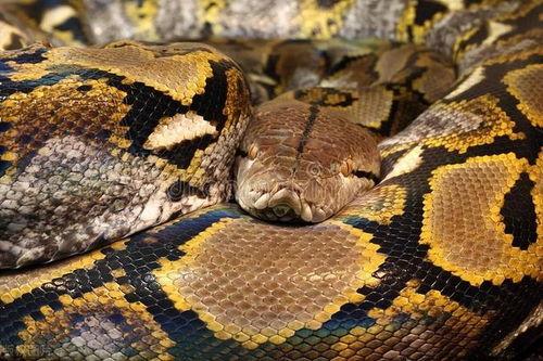 国产宠物蛇介绍视频大全